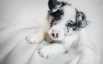Puppy, dog, spot, sweet, animal, white, black, cute, pink, border collie, australian shepherd, caine HD wallpaper