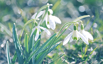 Flowers, Leaves, Snowdrops, Drops, Glare, Spring HD wallpaper