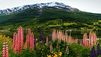 Spring at the Nordfjord, Olden, Norway, blossoms, mountain, lupines, landscape, trees, forest HD wallpaper