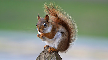 White Brown Fur Squirrel Is Standing On Wood Fence In Green Background Squirrel HD wallpaper