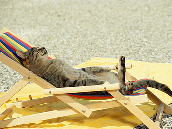 Animals, Cats HD wallpaper