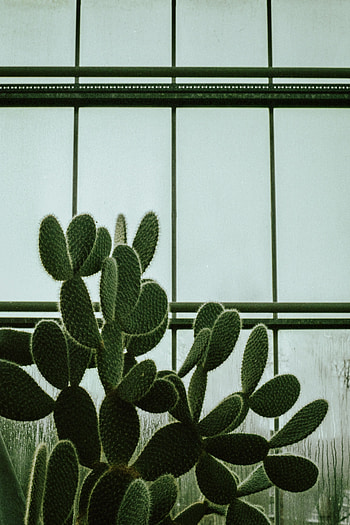 Flowers, Plant, Window, Cactus, Succulent HD phone wallpaper