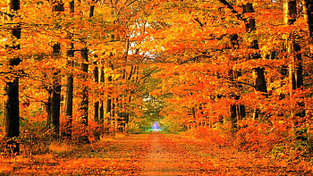 Autumn Roads Autumn, Roads, Parks HD wallpaper
