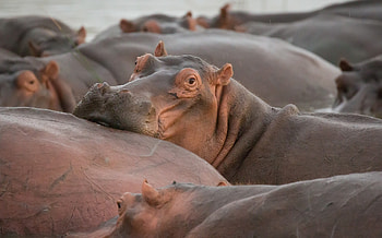 Background , High definition, Hippo HD wallpaper