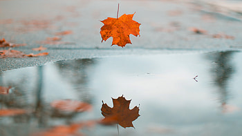 Leaf, ultra , Nature's wonder, Exquisite detail HD wallpaper