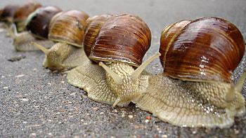 Animals, Snails, Carapace, Shell, Antennae, Tendrils HD wallpaper
