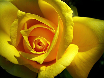 Flower, Macro, Rose Flower, Rose, Petals, Shadow HD wallpaper