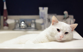Animals, Cat, Lies, Bath HD wallpaper