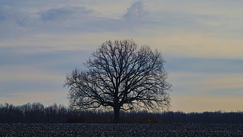 Stunning oak tree sunset, Serene evening scenery, U, Beautiful background HD wallpaper