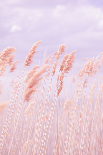 Grass, Pink, Macro, Field, Wind HD phone wallpaper