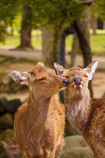 Funny, Animals, Deers, Wildlife, Sweetheart, Nice HD phone wallpaper