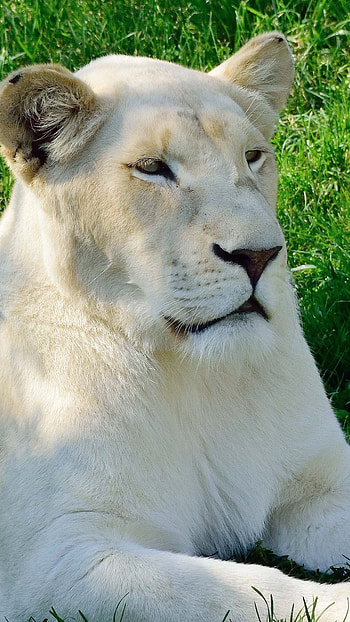 White Lion, Asian, Animal HD phone wallpaper