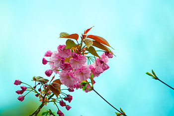 Spring, Flowers, Pink, Bloom, Flowering, Branch, Flora HD wallpaper
