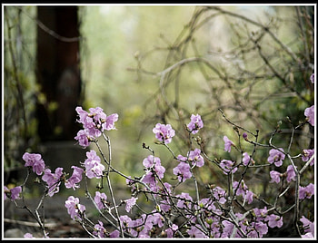 Pink blosson, pink, flowers HD wallpaper