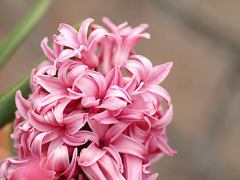 Plants, Flowers, Hyacinth HD wallpaper