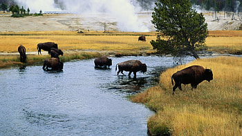 Bison , Detailed bison background, High-resolution buffalo , Captivating buffalo representation HD wallpaper
