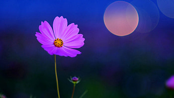 Flower, Macro, Light, Blur, Smooth, Field, Light Coloured HD wallpaper