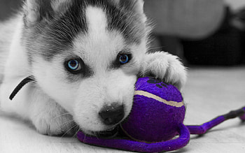 Husky puppy, animal, white, black, blue eyes, cute, purple, puppy, husky, ball, caine HD wallpaper