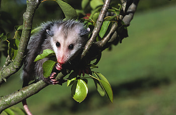 Opossum adaptation, Survival strategies, Unique traits, Natural selection HD wallpaper
