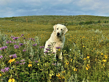 Akbash Dog, Livestock guardian, Farm protection, Livestock guardian dogs HD wallpaper