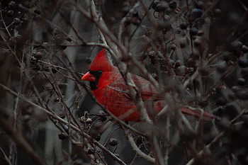 Animals, Bird, Beak, Branches, Cardinal HD wallpaper