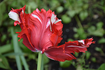 Tulip, Nature, Flower, Garden HD wallpaper