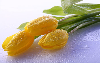 Flowers, Water, Tulips, Drops HD wallpaper