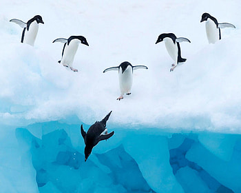 Jumping Adelie Penguins, birds, penguins, animals, snow, water, ice HD wallpaper