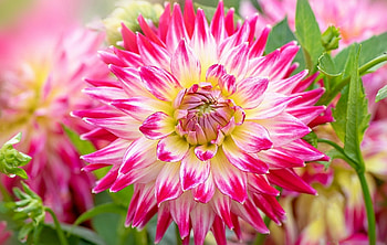 Pink dahlia, dahlia, pink, summer, flower, garden, beautiful HD wallpaper