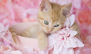 Kitten, sweet, animal, cute, mpaw, cat, pisica, pink, kelly richardson HD wallpaper