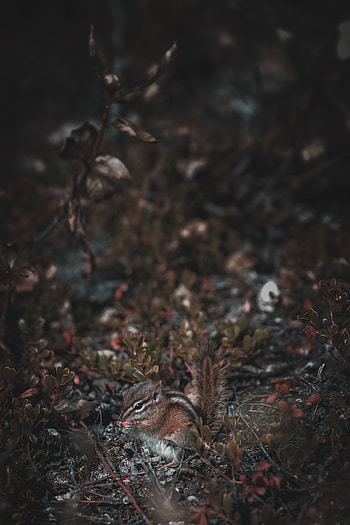 Animals, Wildlife, Animal, Nice, Sweetheart, Rodent, Chipmunk HD phone wallpaper