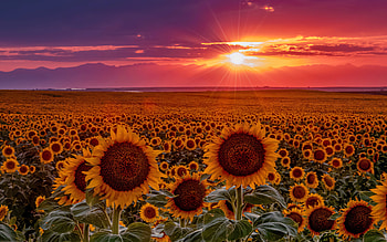 Sunflowers field at sunset, America, sunflowers, field, sky, beautiful, fiery, Colorado, plain, summer, east HD wallpaper