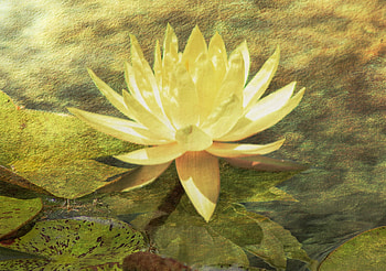yellow waterlily, yellow, texture, waterlily, park, pond HD wallpaper