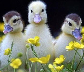 so cute ducklings, birds, graphy, animals, cute, flowers HD wallpaper