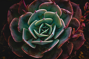 Close up, Echeveria, succulent, plant HD wallpaper