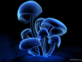 Plants, Background, Mashrooms HD wallpaper