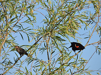 Red Winged Blackbirds, graphy, Tree, Birds, Male, Female HD wallpaper