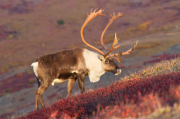 Caribou , Ron Niebrugge, Wildlife graphy, Nature's portrait HD wallpaper