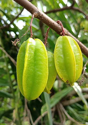 Nature, fruit tree, fruit HD phone wallpaper