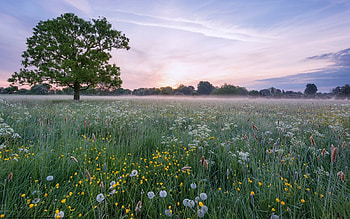 Meadow with Tree, meadow, grass, flowers, tree HD wallpaper