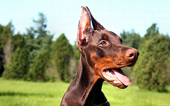 Animals, Dog, Muzzle, Relaxation, Rest, Language, Tongue, Doberman HD wallpaper
