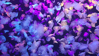 Colorful, jellyfishes, underwater HD wallpaper