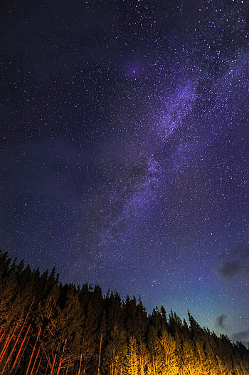 Nature, Trees, Sky, Stars, Night, Starry Sky, Obliquely HD phone wallpaper