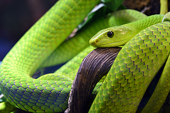 Animals, Snake, Scales, Scale, Eye HD wallpaper