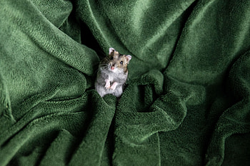 Animals, Pet, Rodent, Blanket, Hamster HD wallpaper