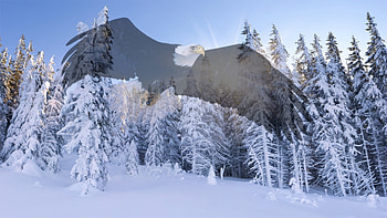 dom Flight, winter, dom, bird, eagle, United States, snow, trees, mountains, forest HD wallpaper