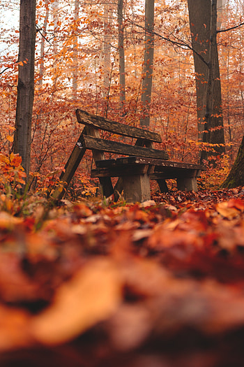 Nature, Autumn, Forest, Bench HD phone wallpaper