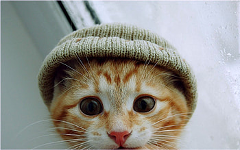 Animals, Cats HD wallpaper