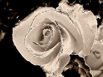 Silver Rose, rose, flower, silver, trandafir, nature, argintiu HD wallpaper