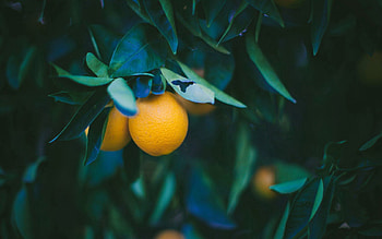 Food, Leaves, Branch, Lemon, Fruit HD wallpaper